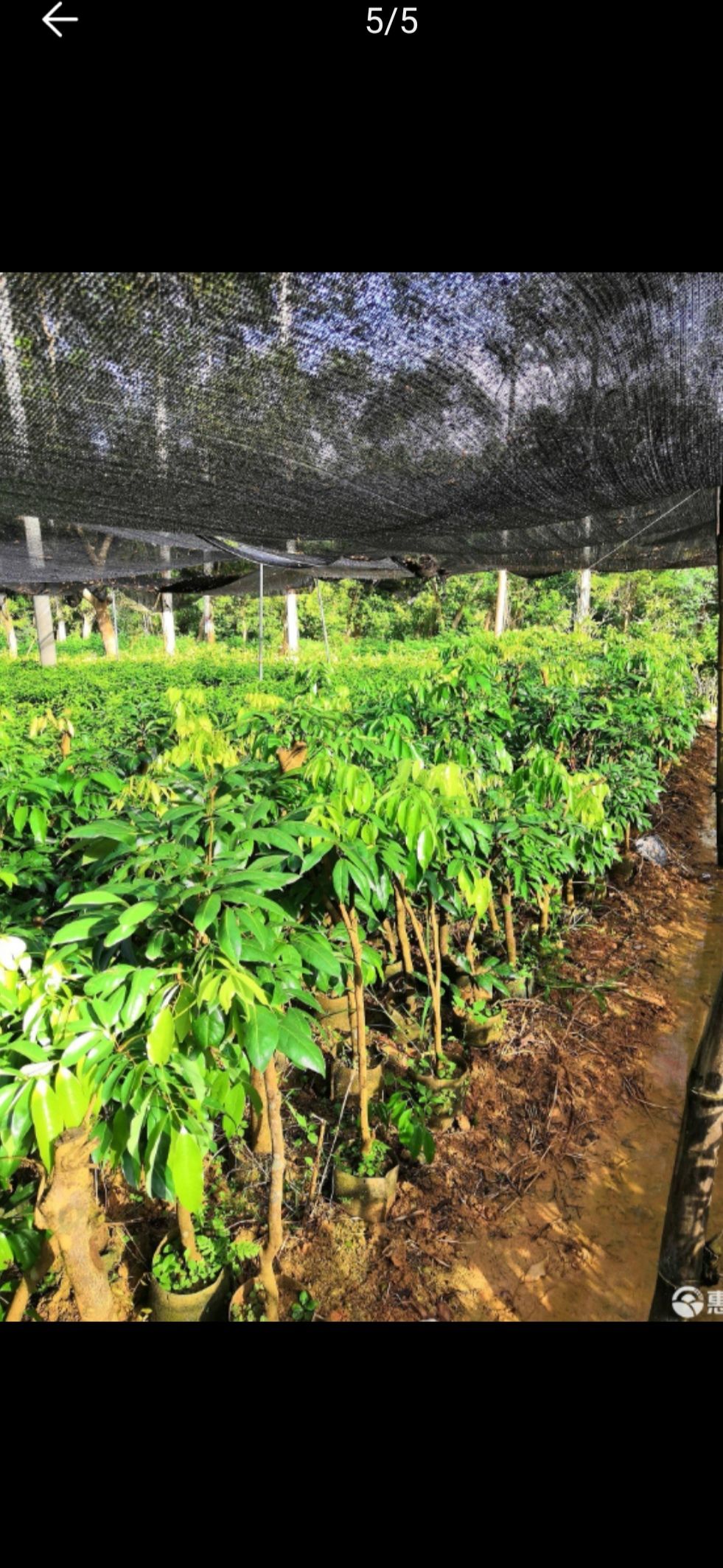 桂味荔枝苗  高压剥枝桂味大苗