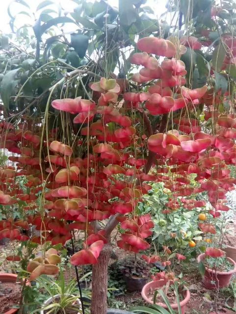 莱西市花蝴蝶 金丝吊蝴蝶花卉嫁接苗正在发货中