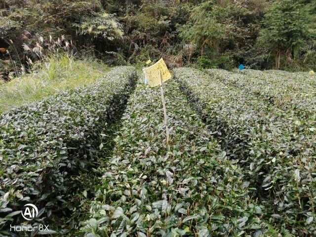 雷公山绿茶 以下价格均按批发数量的单价，不是售价