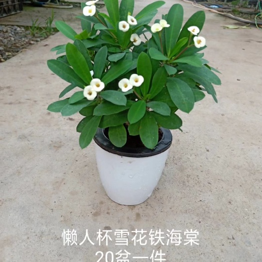 广州铁海棠盆栽 铁海棠 虎刺梅白花懒人杯小盆栽