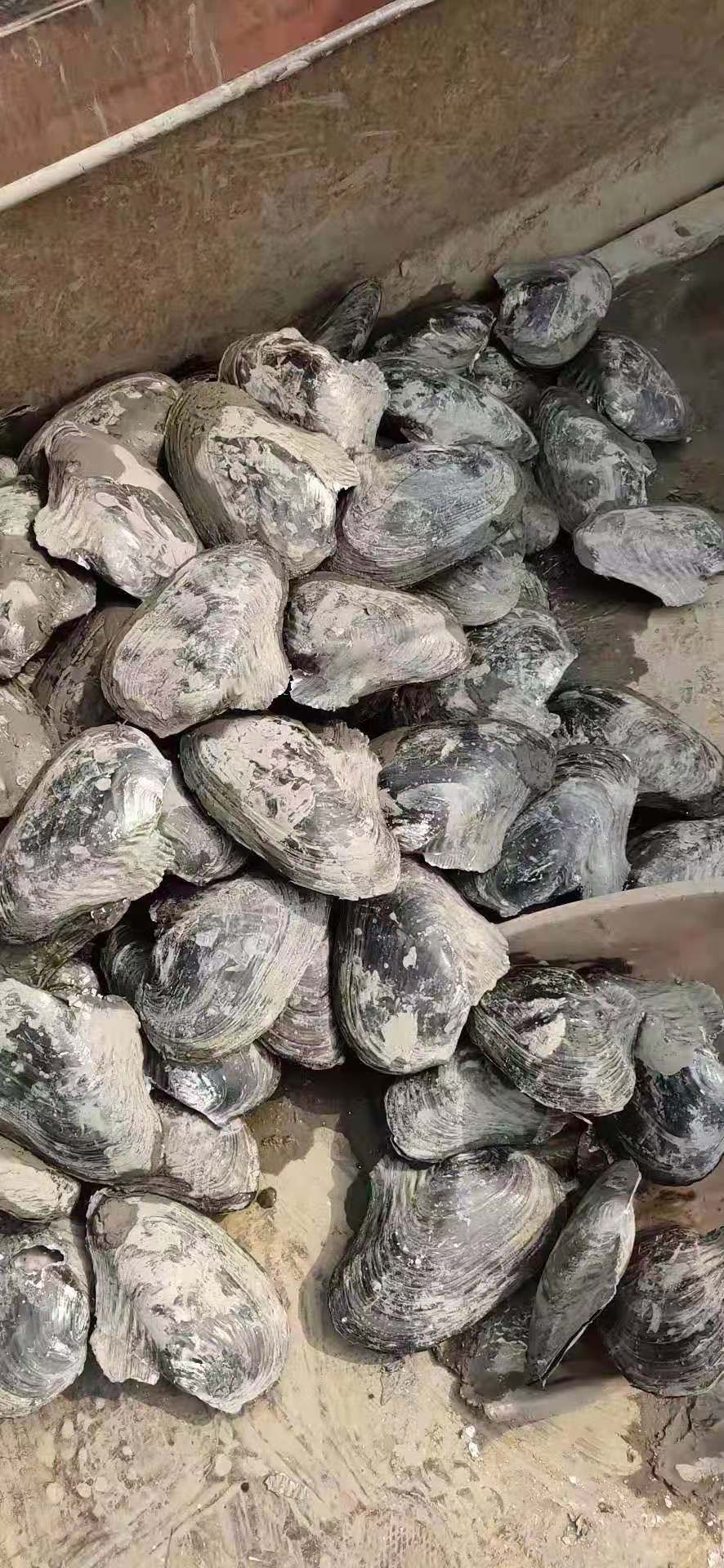 三角蚌 圆蚌 三角 人工货 大量有货 常年供应