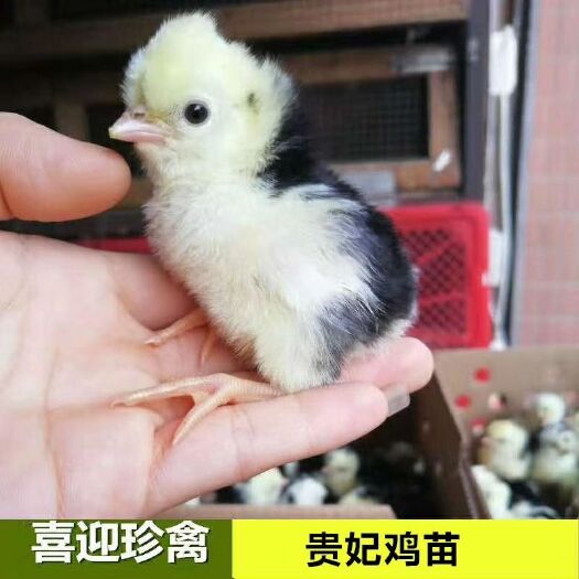 佛山贵妃鸡苗！包邮包路损！包打疫苗！假一陪十