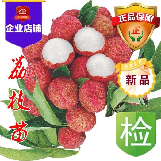 常熟市无核荔枝苗 】盆栽地栽果树苗糯米糍妃子笑无核荔枝树