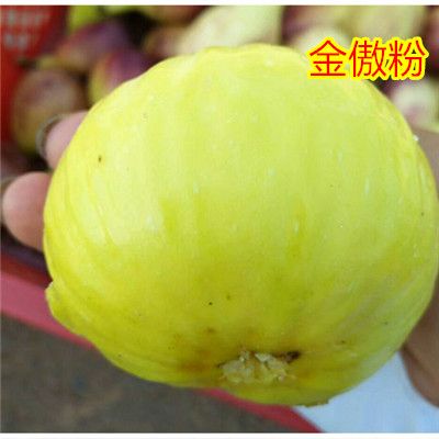 波姬红无花果苗 无花果果树苗盆栽地栽苗南北方种植当年结果 无