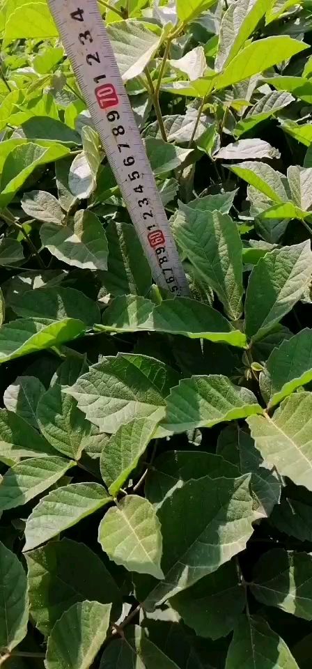 黄花风铃木  多花黄花风铃袋苗！