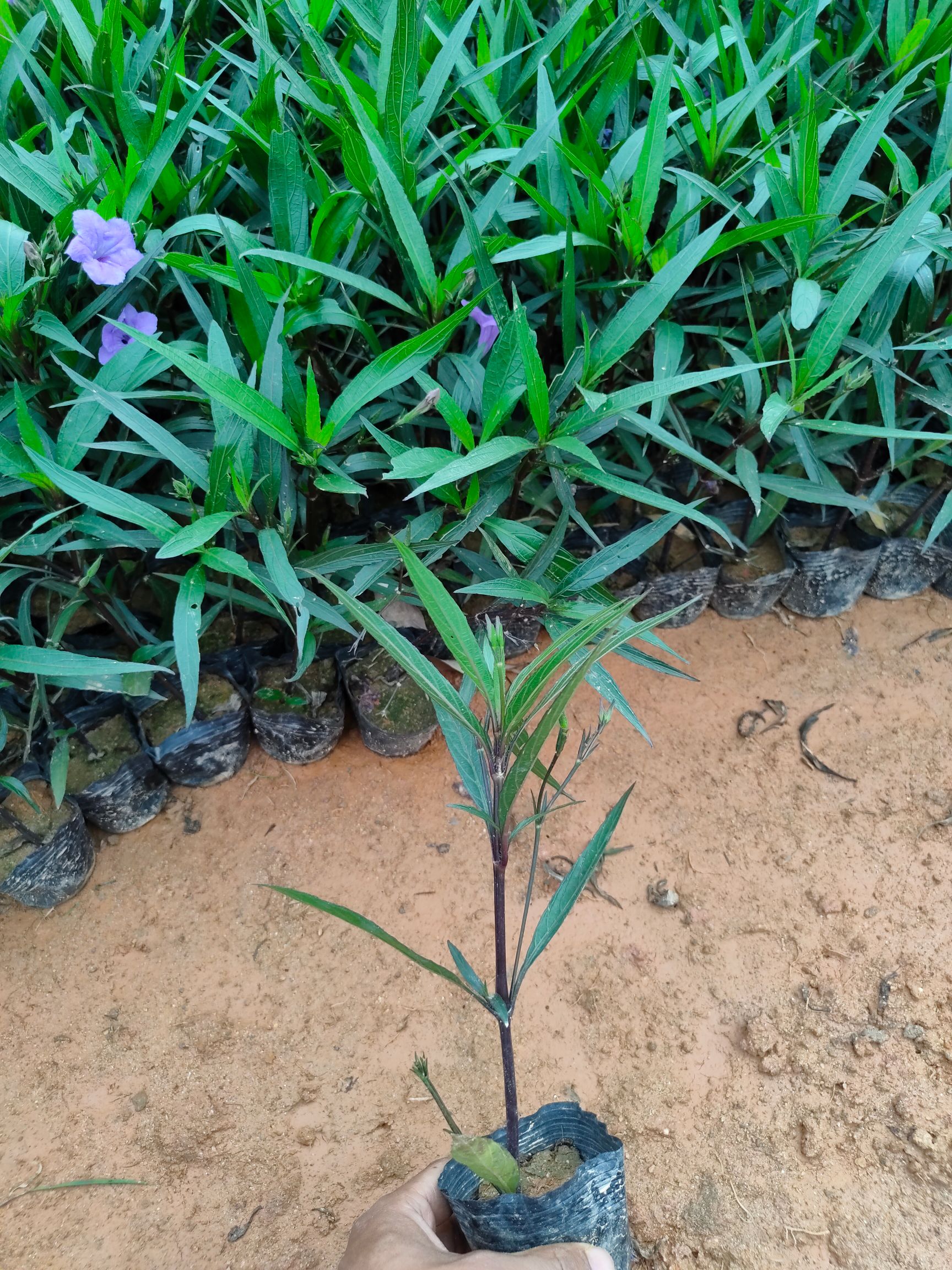 翠芦莉盆栽 翠芦莉