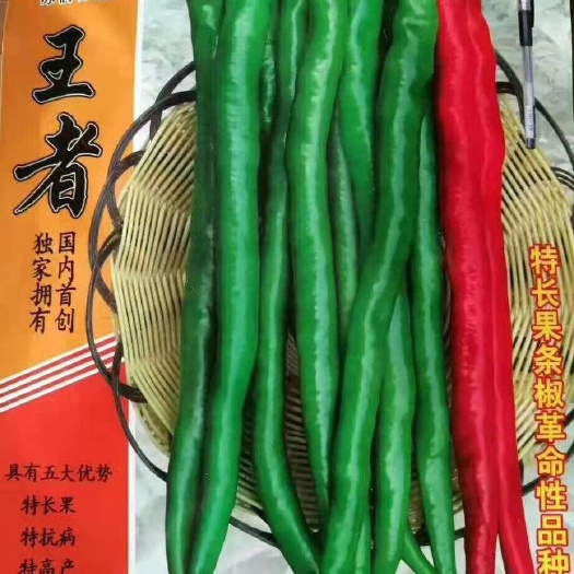 郑州 线椒种子 1000粒