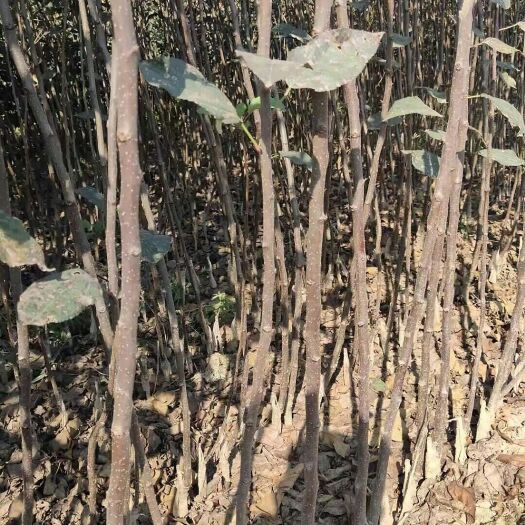 临沂鲁丽苹果苗 1~1.5米