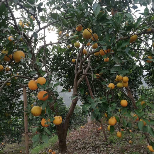 麻阳县 中国冰糖橙之乡，麻阳