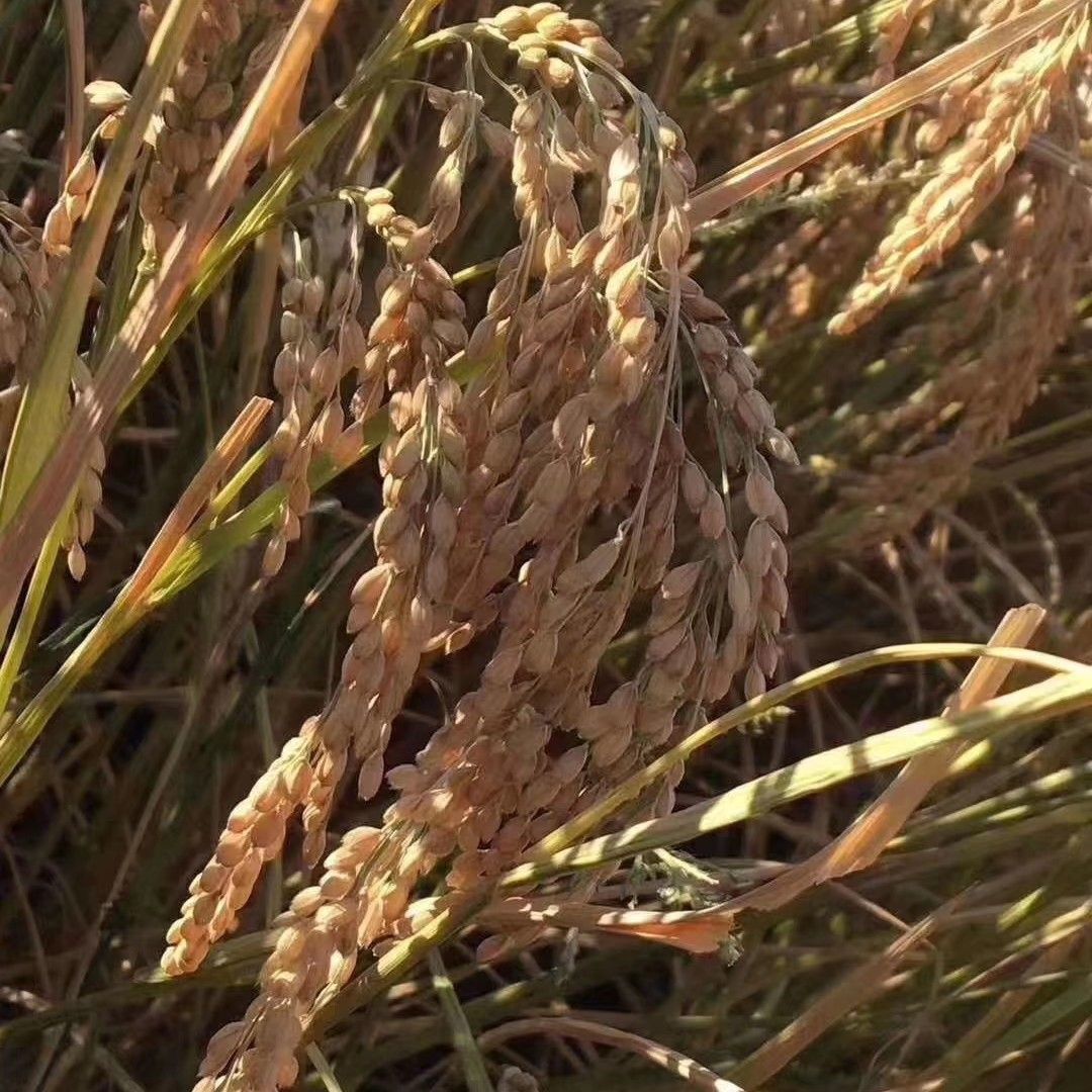 龙庆稻8号小粒香简介图片