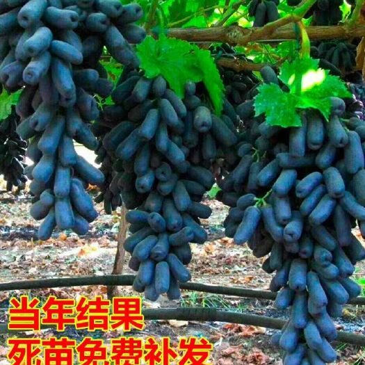 平邑县 葡萄树苗蓝宝石葡萄苗果树苗南北方可种植