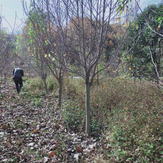 南召县紫玉兰   红，黄，白玉兰6~10公分精品树