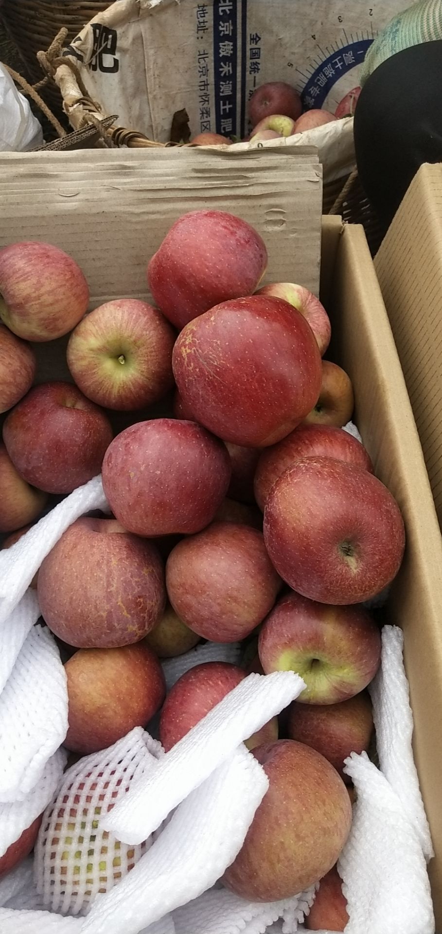  当季新鲜水果大凉山盐源糖心红富士苹果基地直发顺丰包邮一件代发