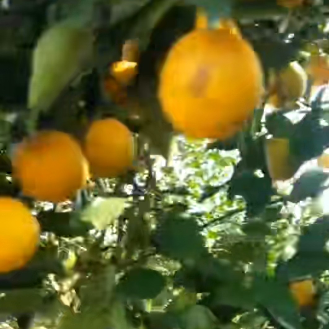  郴州特产正宗永兴冰糖橙，皮薄无渣，纯甜不酸果面漂亮一件代发