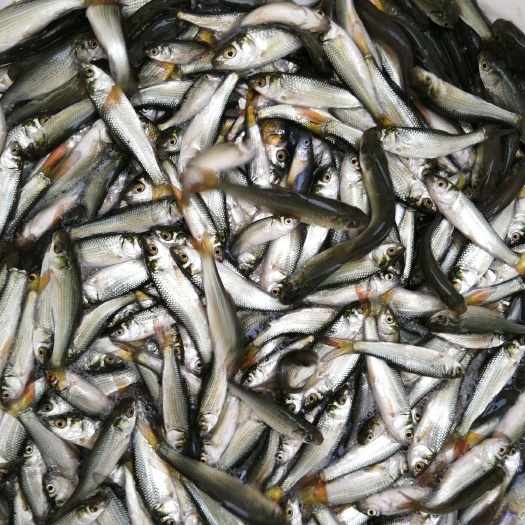 重庆市鲮鱼苗 鲮鱼，麦凌鱼，饵料鱼