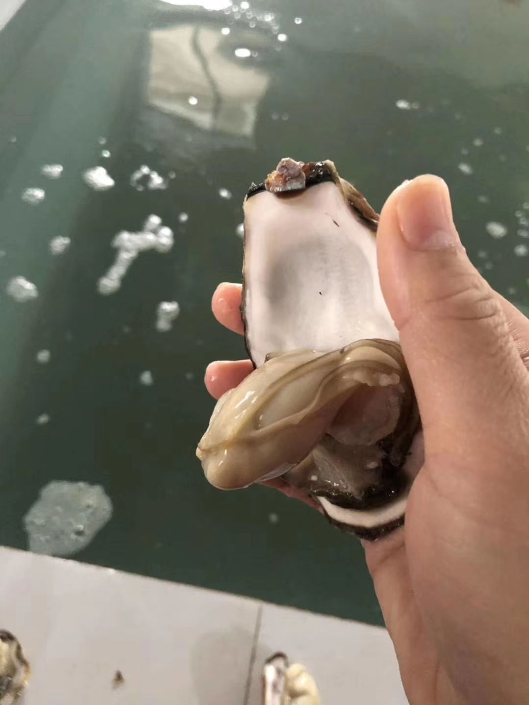  牡蛎生蚝