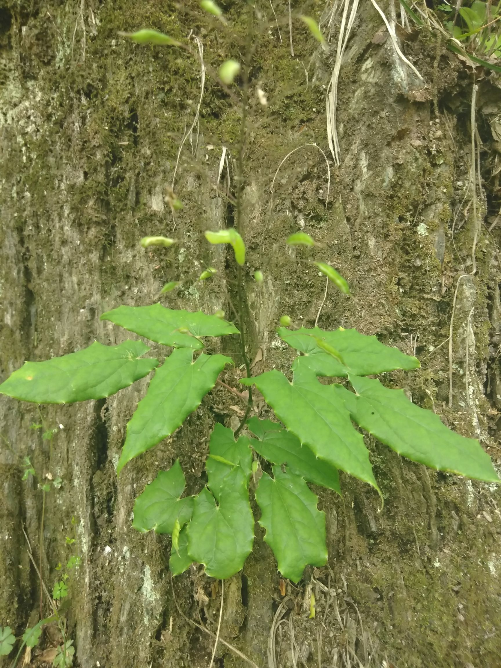 淫羊藿秦岭略阳干淫羊藿又名仙灵脾2斤包邮全国