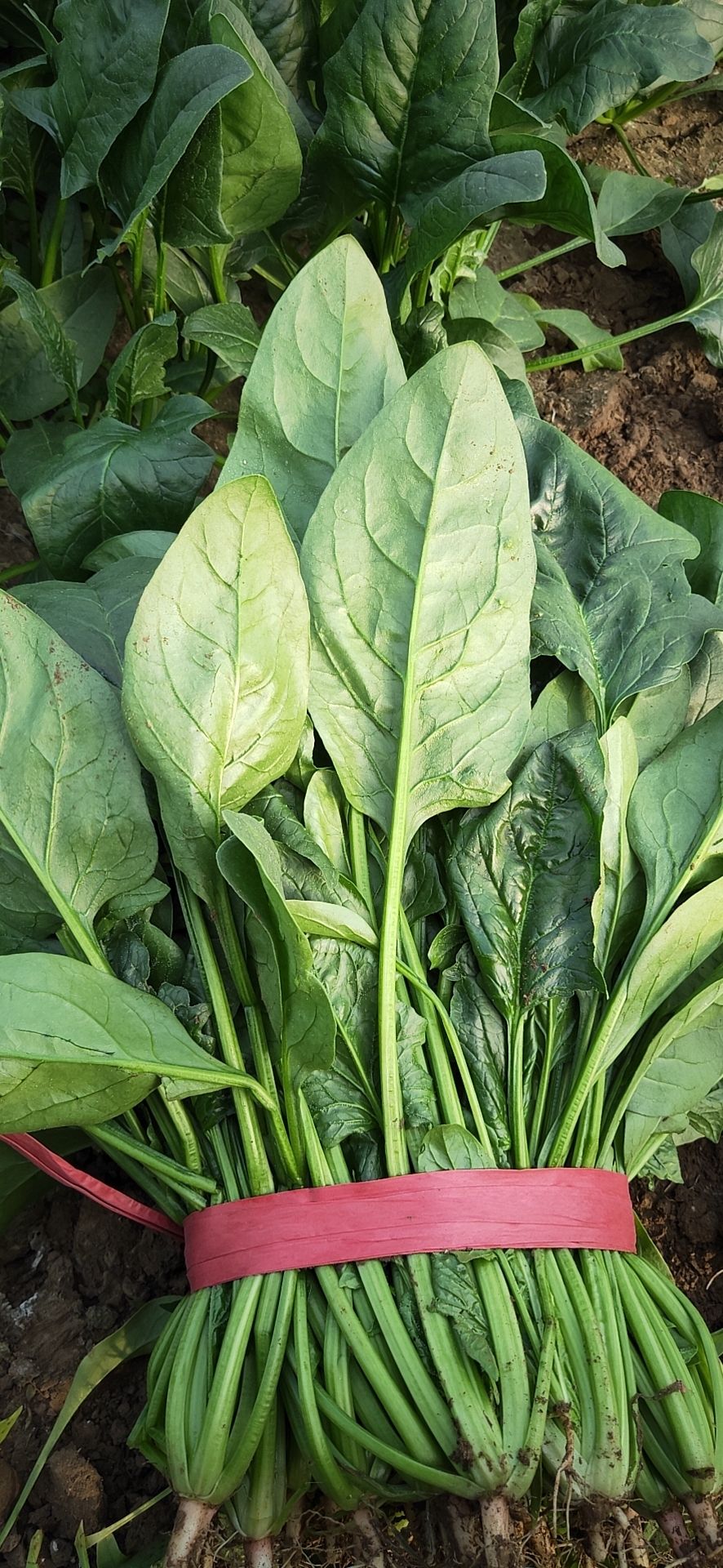 圆叶菠菜 精品蔬菜,超低价格,五湖四海,你我共赢!