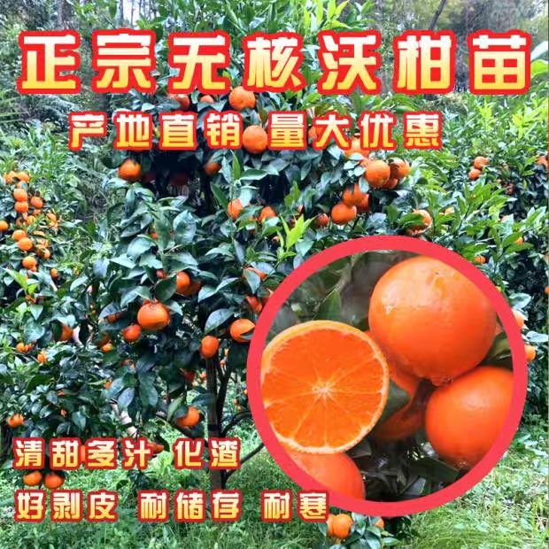 091无核沃柑苗  当年挂果 量多优惠 现挖苗成活高