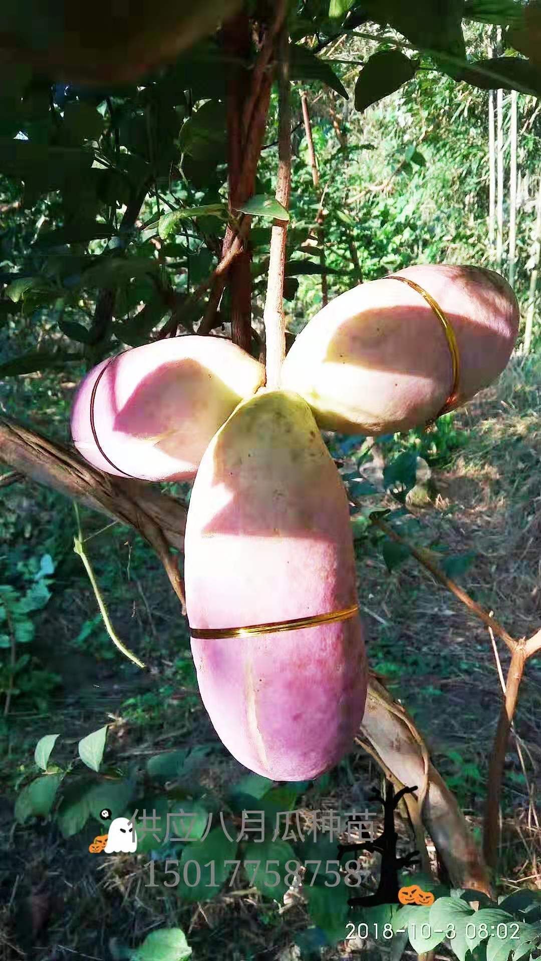 八月瓜苗 供应八月瓜种苗八月炸野生水果苗预知子果苗