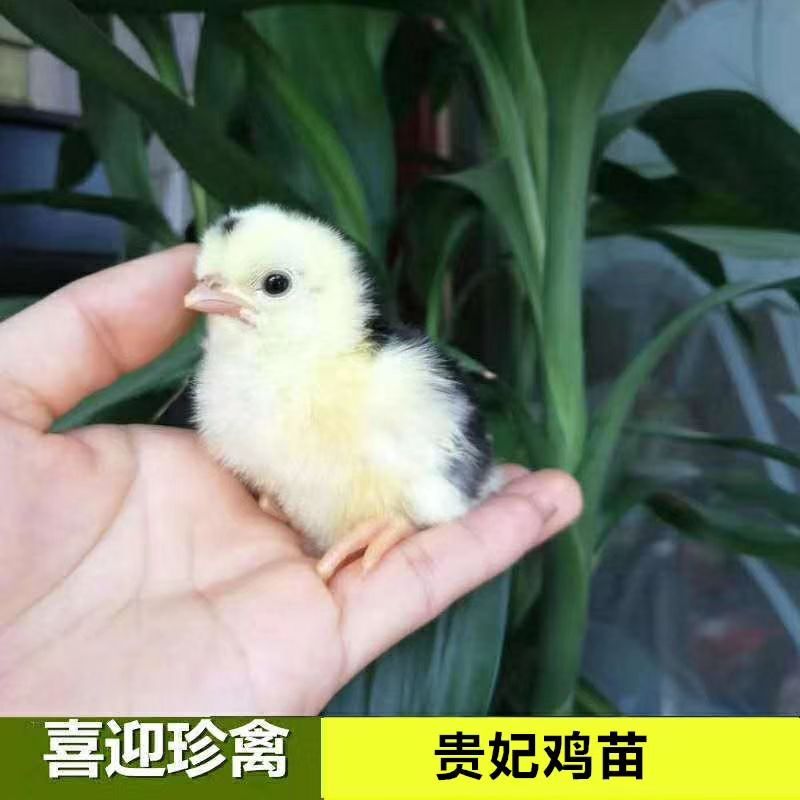 贵妃鸡苗！包邮包路损！包打疫苗！假一陪十