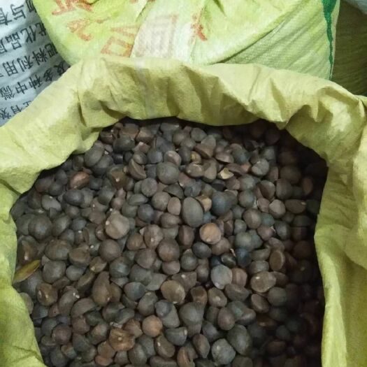信丰县 自家压榨山茶油