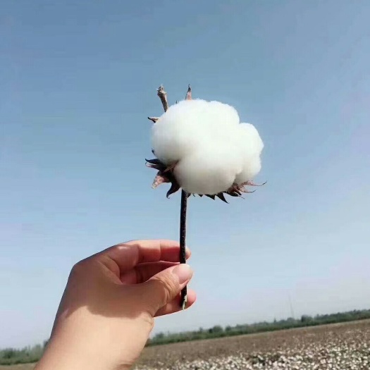 疏勒县长绒棉  棉花 新疆棉花