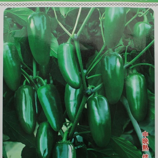 天津泡椒种子  同乐港椒辣椒种子