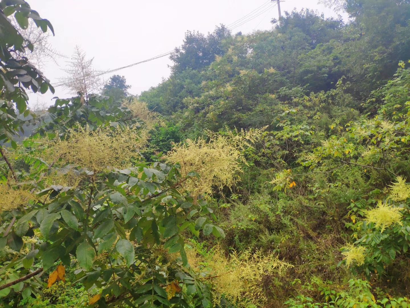 五倍子蜜 深山药材五倍子蜜  儿童可食用