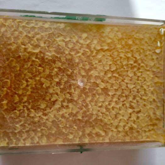 伊宁市 巢蜜新疆农场自家蜂蜜