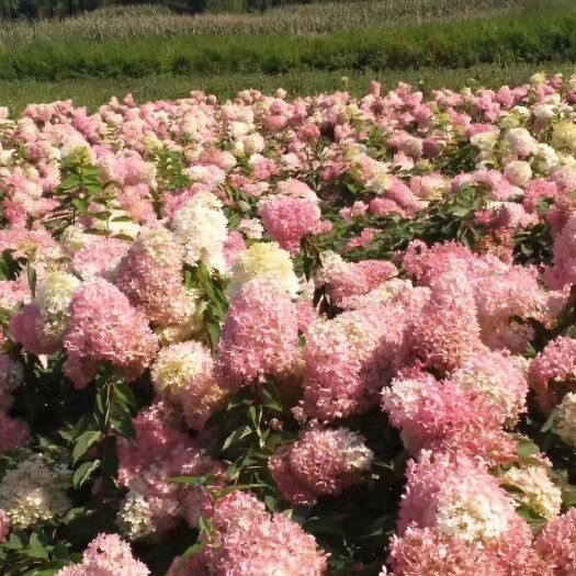 开原市木绣球   绣球 圆锥绣球 大花水桠木 绣球花