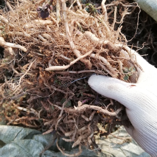 亳州薄荷种子  【推荐】薄荷苗 药食两用薄荷种苗 基地货源 物美价廉 投资小