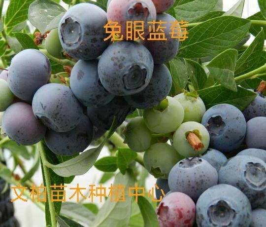 平邑县兔眼蓝莓苗 耐旱耐湿热 树体大寿命长 基地直销量大从优
