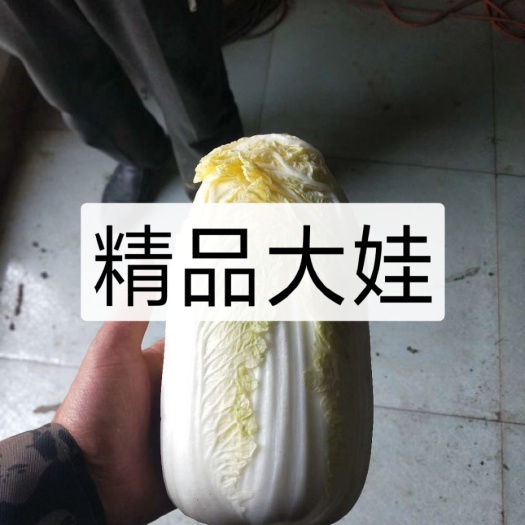 徐州白面青梗松花菜 大量上市，价格美丽。