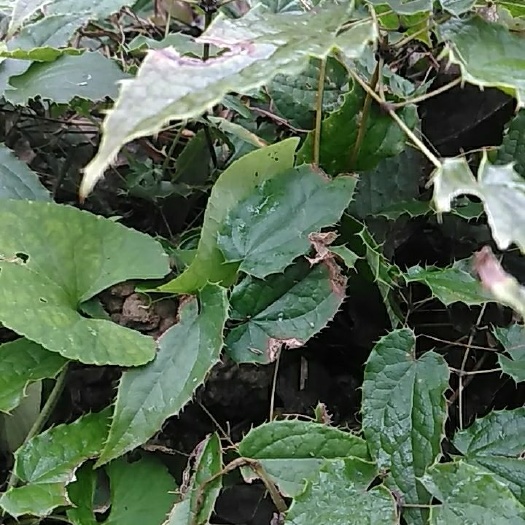 略阳县淫羊藿秦岭略阳干淫羊藿又名仙灵脾2斤包邮全国
