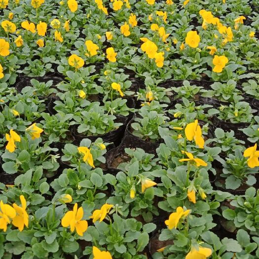 鄢陵县 常年出售各种草花，菊花