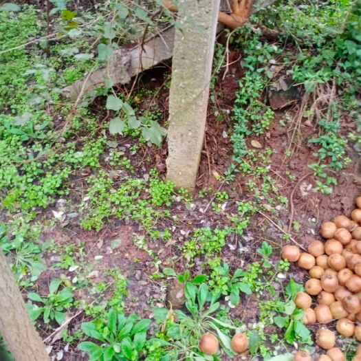 周至县亚特猕猴桃 大量供应弥猴桃