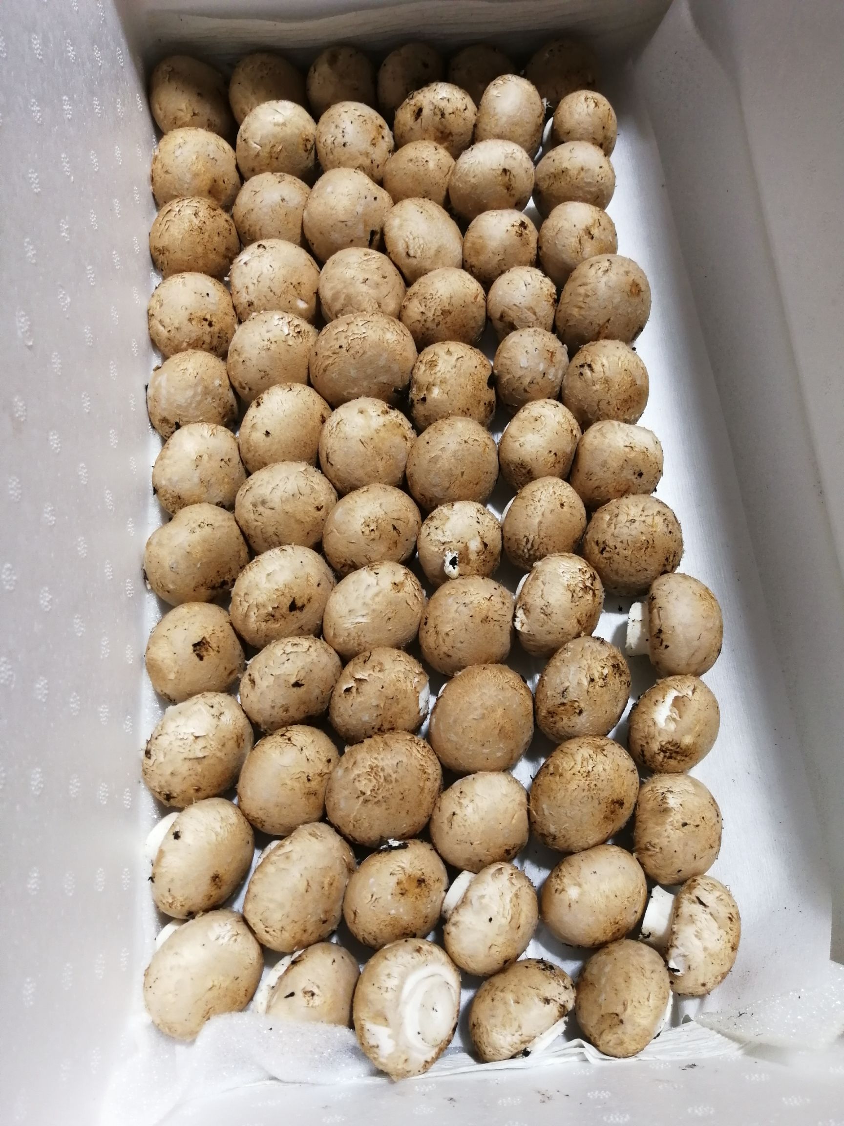 洛阳褐蘑  牛排菇（褐菇8-10cm）价格优惠、全年供应
