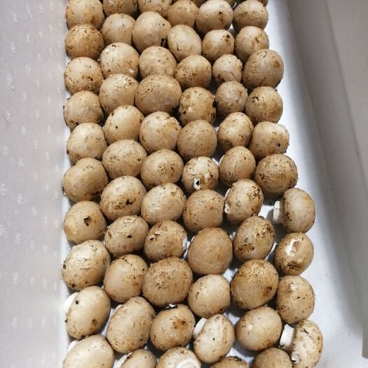 洛阳褐蘑  牛排菇（褐菇8-10cm）价格优惠、全年供应，合作