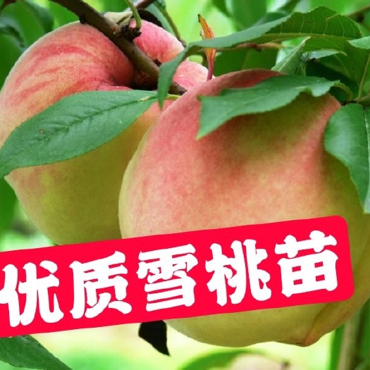 平邑县 雪桃苗 保证品种纯度 基地直销 包成活