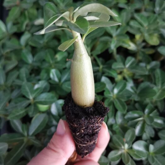 广州 沙漠玫瑰穴盘苗 播种开花植物抗旱植物