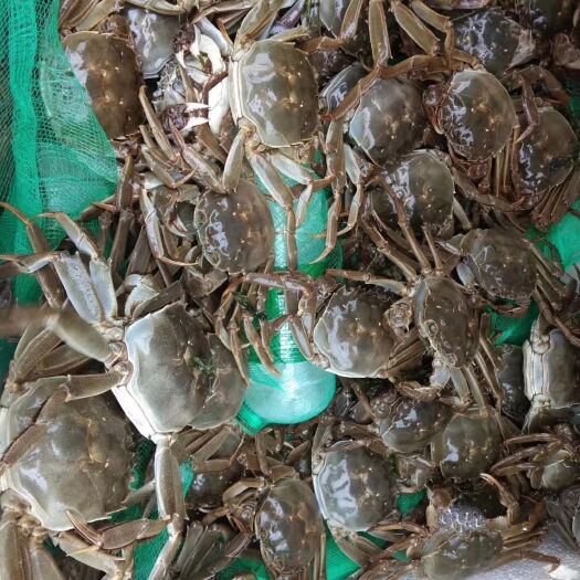 昆明生态大闸蟹 统货 2.0-2.5两