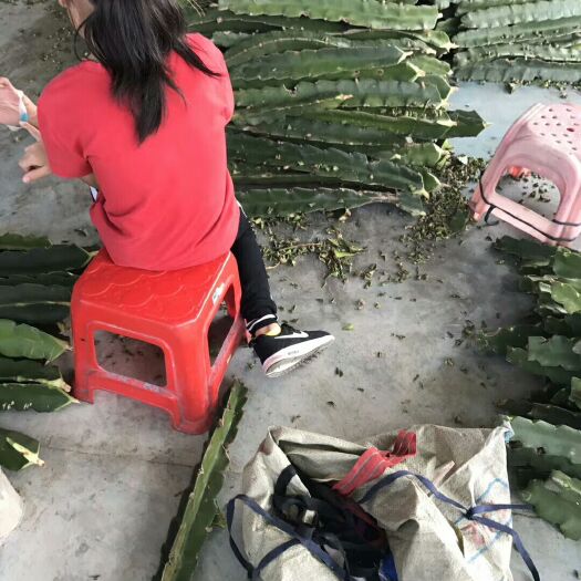 新兴县 红肉，密玄龙，黄龙火龙果苗，欢迎订购