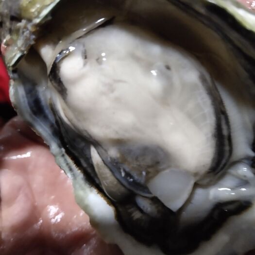 漳浦县福建生蚝 半壳生蚝，全壳生蚝，产地供应