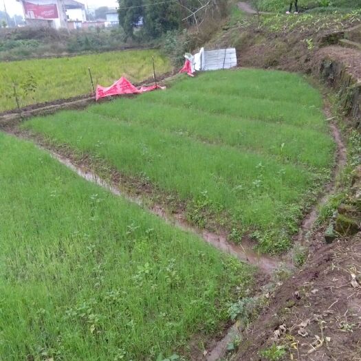 重庆市长白大葱苗