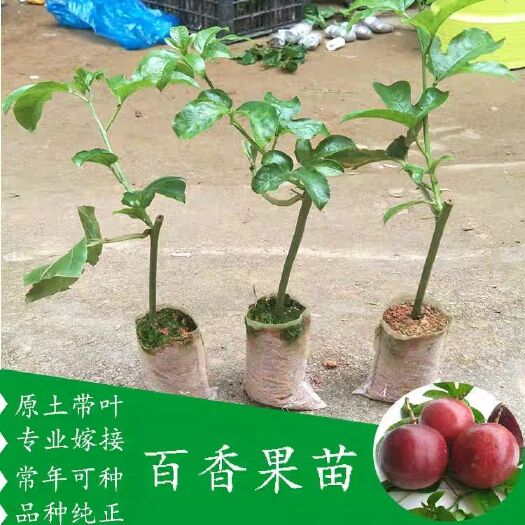 灵山县 包邮黄金百香果苗果树嫁接苗紫香一号台农满天星南方四季可种盆