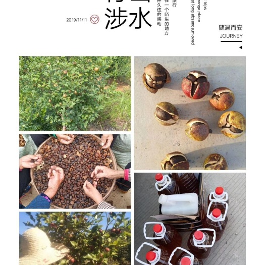 于都县 纯正山茶油量大从优