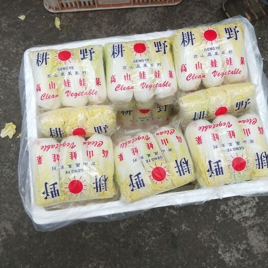 宜城市黄心娃娃菜 货真价实
