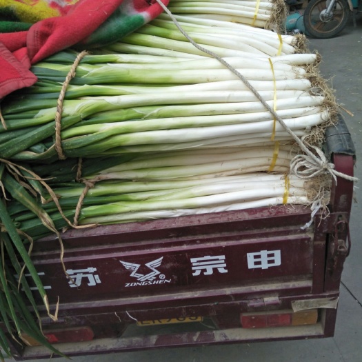 滕州市长白大葱  ！