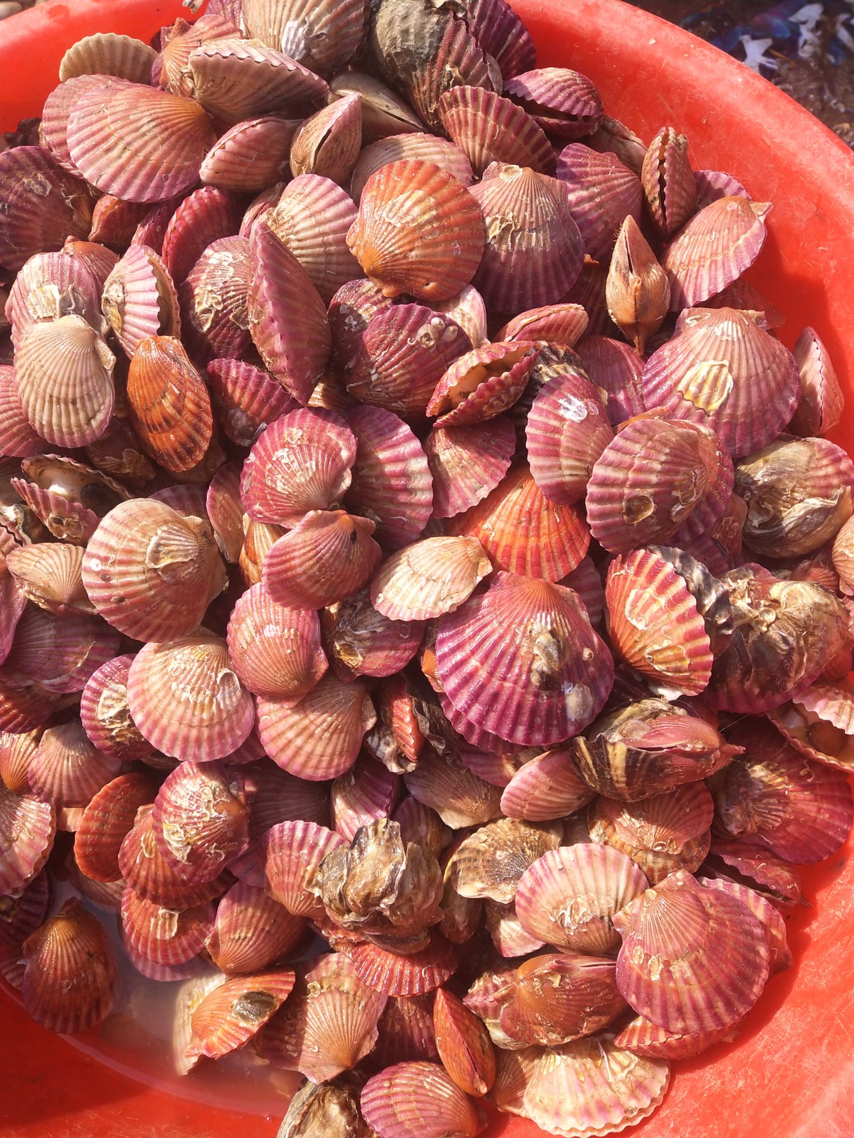 渤海湾扇贝,自己船出海打捞